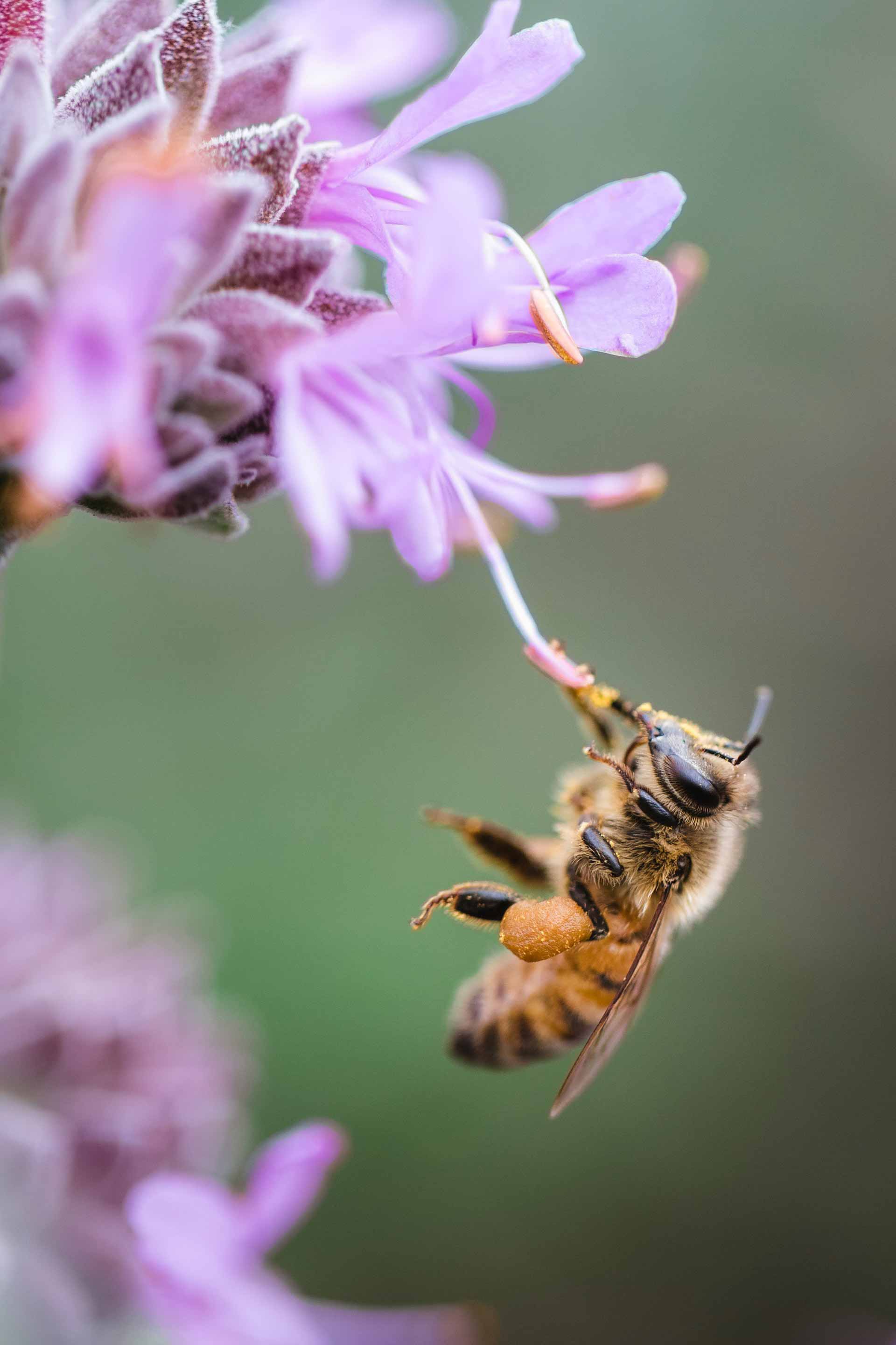 Bienenfreundliche Blumen und Sträucher