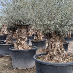 Olivenbaum 300cm